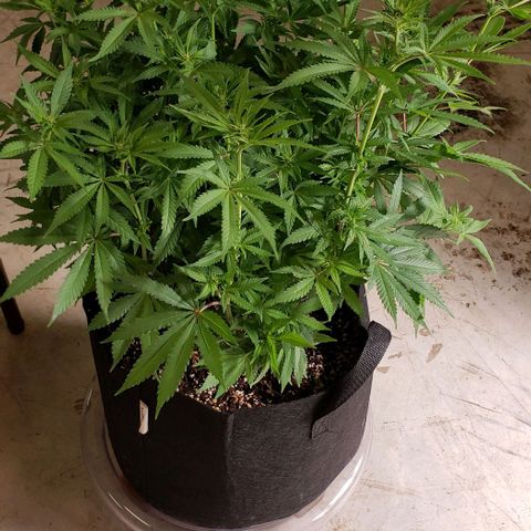 Hot Mess growlog photo: 19x17x19 inches