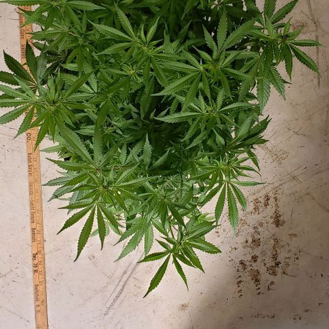 Hot Mess growlog photo: 19x17x19 inches