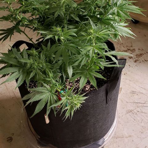 Trainwreck (Arcata cut) growlog photo: 18x17x13 inches