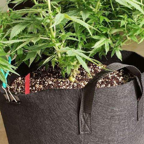 Trainwreck (Arcata cut) growlog photo: 18x17x13 inches