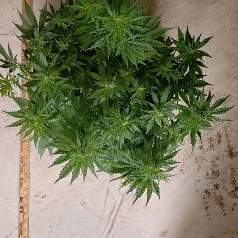 Trainwreck (Arcata cut) growlog photo: 18x17x13 inches