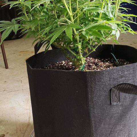 T-Dub (Trainwreck Heirloom) growlog photo: 18x16x14.5 inches
