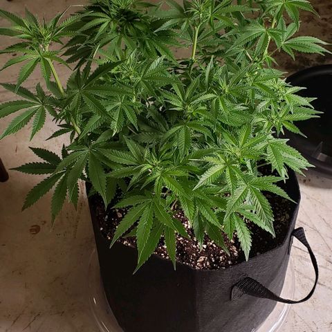 T-Dub (Trainwreck Heirloom) growlog photo: 18x16x14.5 inches