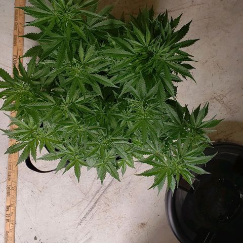 T-Dub (Trainwreck Heirloom) growlog photo: 18x16x14.5 inches