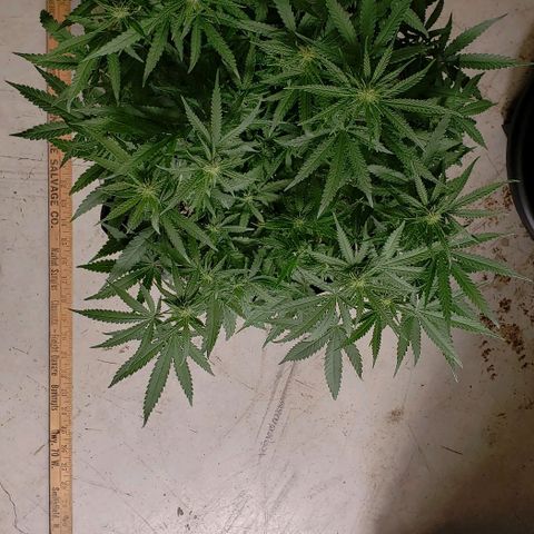 Girl Scout Cookie Extreme growlog photo: 20x19x15 inches