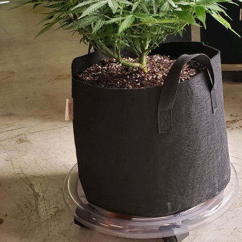 Girl Scout Cookie Extreme growlog photo: 20x19x15 inches