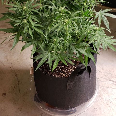 Girl Scout Cookie Extreme growlog photo: 20x19x15 inches