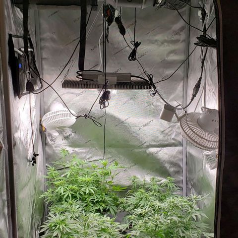 T-Dub (Trainwreck Heirloom) growlog timeline photo