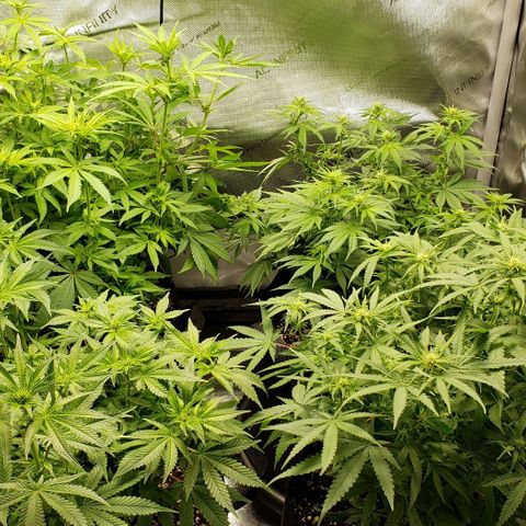T-Dub (Trainwreck Heirloom) growlog timeline photo