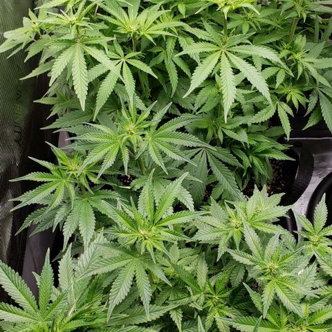T-Dub (Trainwreck Heirloom) growlog timeline photo