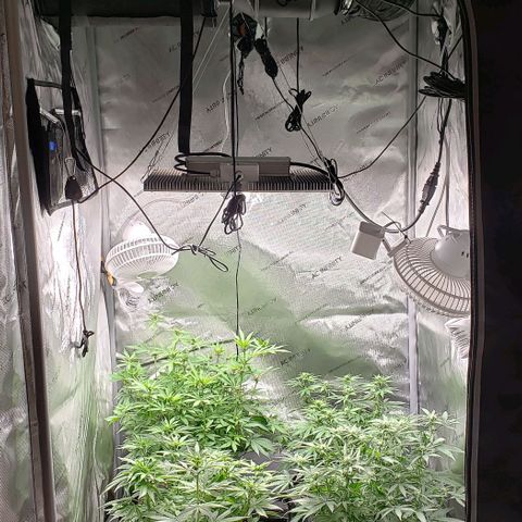 T-Dub (Trainwreck Heirloom) growlog timeline photo