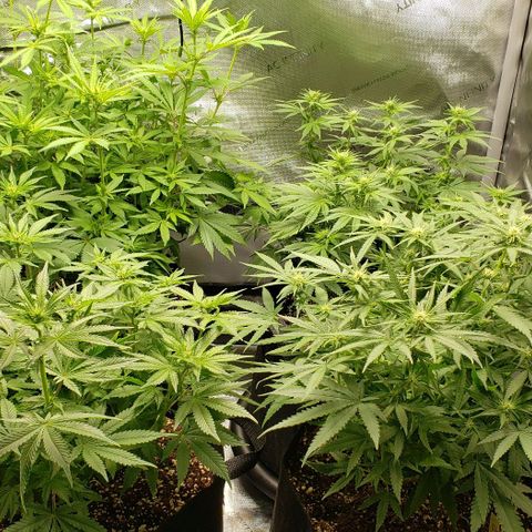 T-Dub (Trainwreck Heirloom) growlog timeline photo