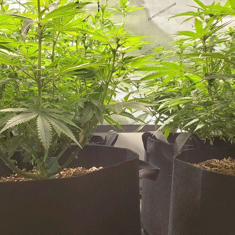 T-Dub (Trainwreck Heirloom) growlog timeline photo