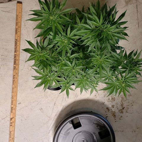 T-Dub (Trainwreck Heirloom) growlog photo: 18x16x15 inches