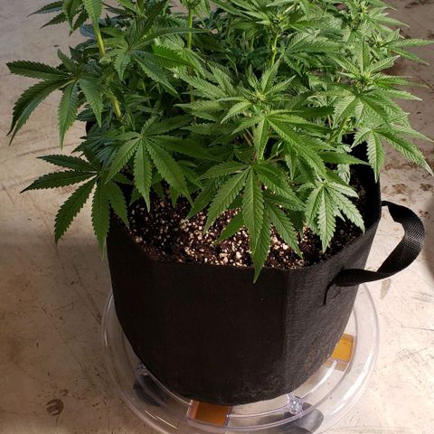T-Dub (Trainwreck Heirloom) growlog photo: 18x16x15 inches