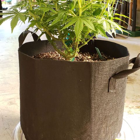 T-Dub (Trainwreck Heirloom) growlog photo: 18x16x15 inches