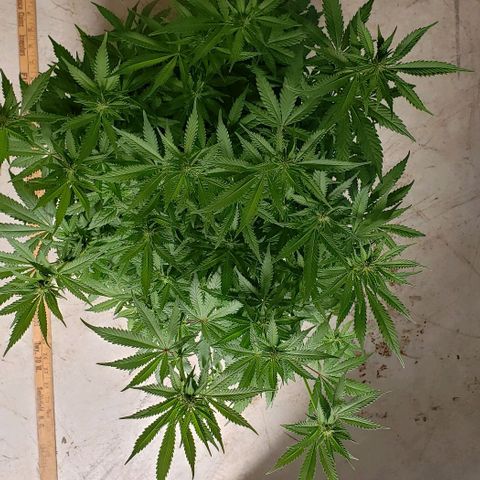 Hot Mess growlog photo: 17x18x20 inches
