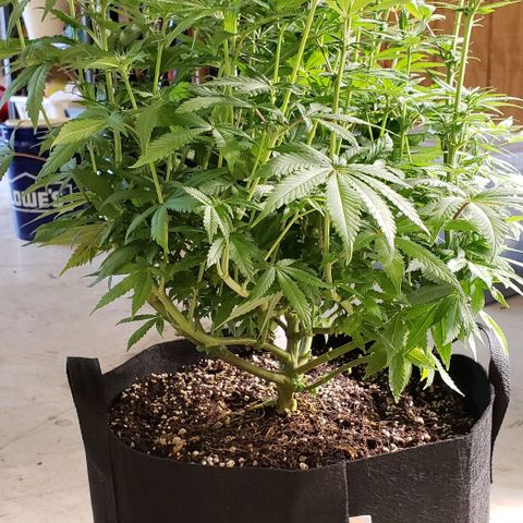 Hot Mess growlog photo: 17x18x20 inches