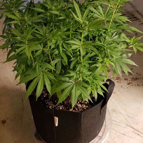 Hot Mess growlog photo: 17x18x20 inches