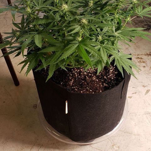 Girl Scout Cookie Extreme growlog photo: 20x20x14 inches