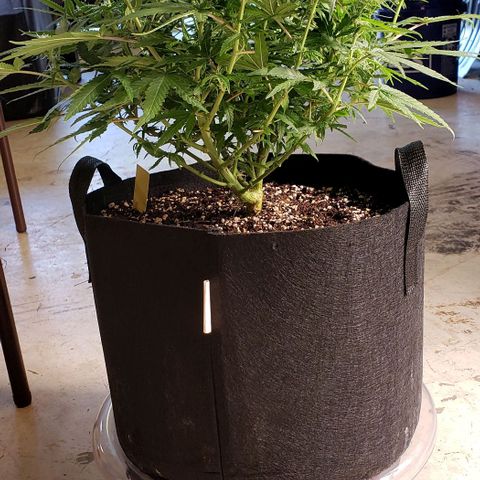 Girl Scout Cookie Extreme growlog photo: 20x20x14 inches
