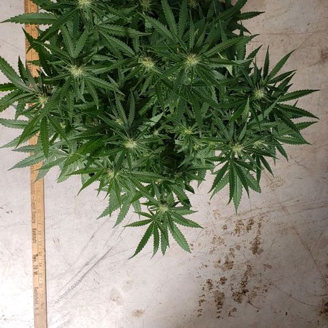 Girl Scout Cookie Extreme growlog photo: 20x20x14 inches