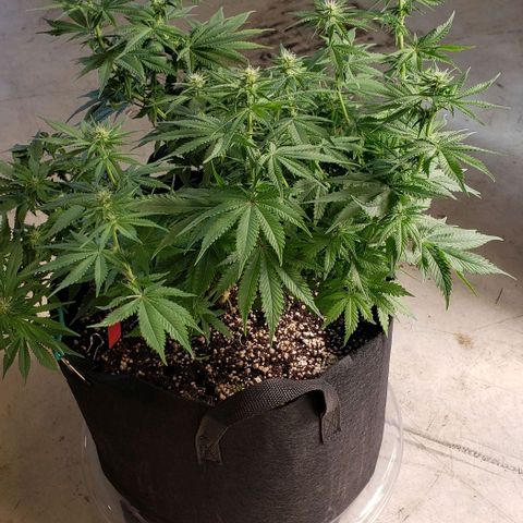 Trainwreck (Arcata cut) growlog photo: 18x16x14 inches