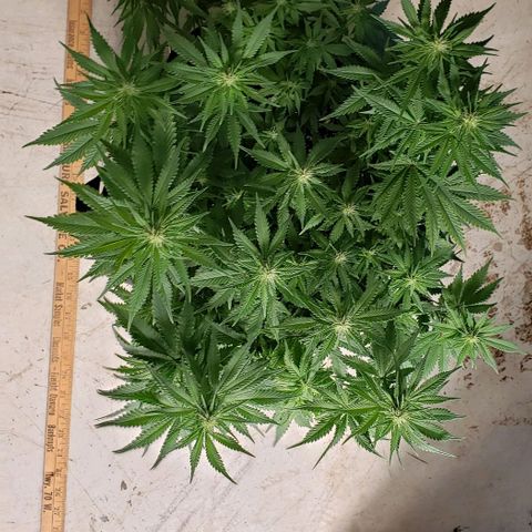 Trainwreck (Arcata cut) growlog photo: 18x16x14 inches