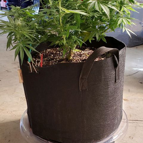 Trainwreck (Arcata cut) growlog photo: 18x16x14 inches