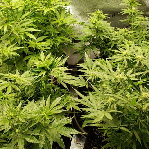 T-Dub (Trainwreck Heirloom) growlog timeline photo