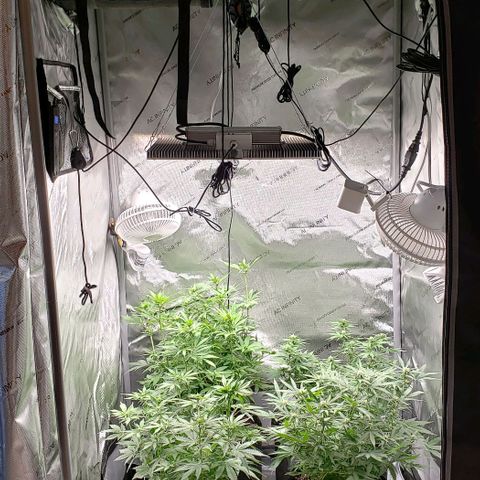 T-Dub (Trainwreck Heirloom) growlog timeline photo