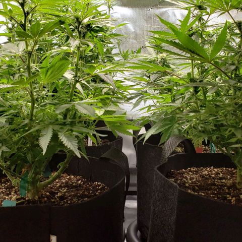 T-Dub (Trainwreck Heirloom) growlog timeline photo
