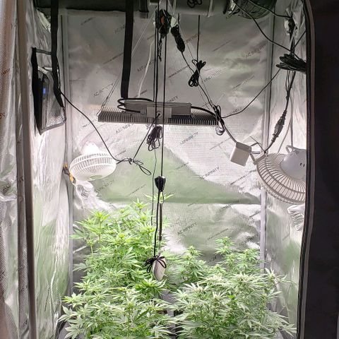 T-Dub (Trainwreck Heirloom) growlog timeline photo