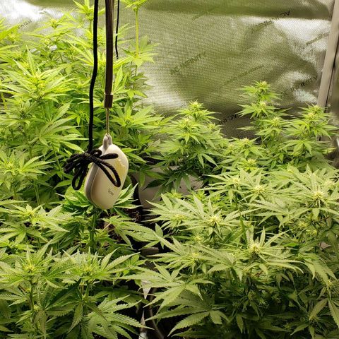 T-Dub (Trainwreck Heirloom) growlog timeline photo