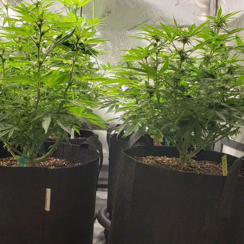T-Dub (Trainwreck Heirloom) growlog timeline photo