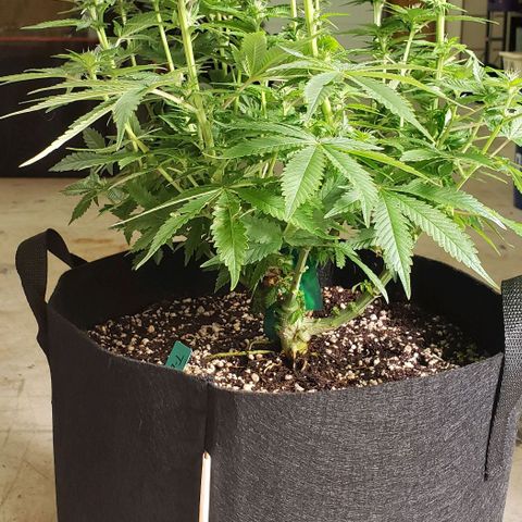 T-Dub (Trainwreck Heirloom) growlog photo: 18x17x16 inches