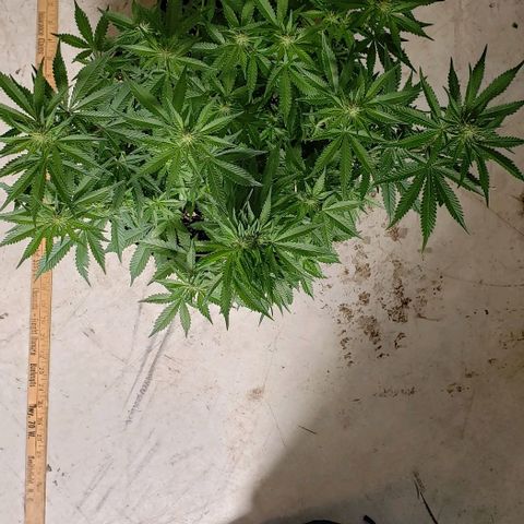 T-Dub (Trainwreck Heirloom) growlog photo: 18x17x16 inches