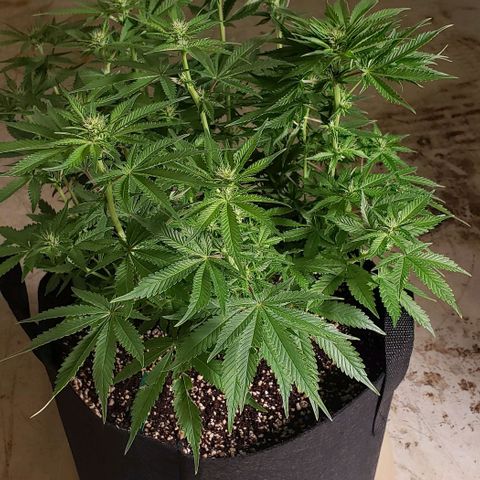T-Dub (Trainwreck Heirloom) growlog photo: 18x17x16 inches