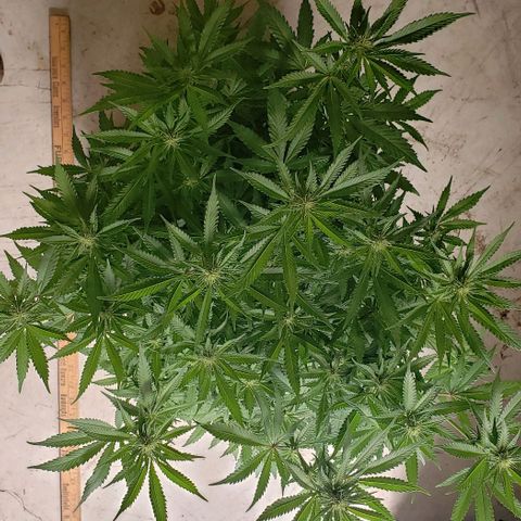 Hot Mess growlog photo: 21x20x21 inches