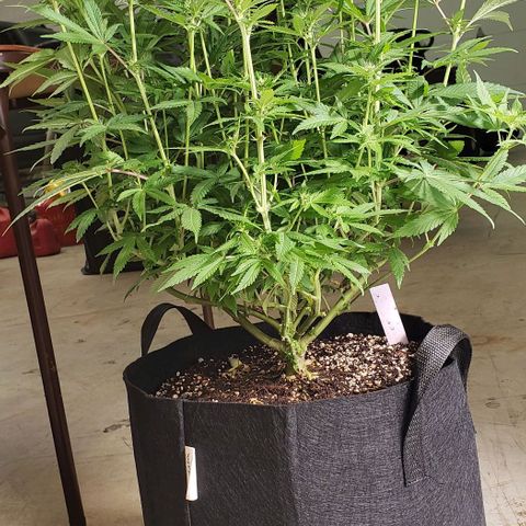 Hot Mess growlog photo: 21x20x21 inches