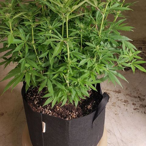 Hot Mess growlog photo: 21x20x21 inches