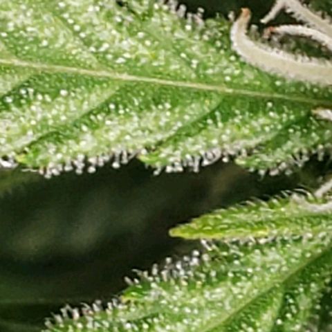 Girl Scout Cookie Extreme growlog photo: First trichomes