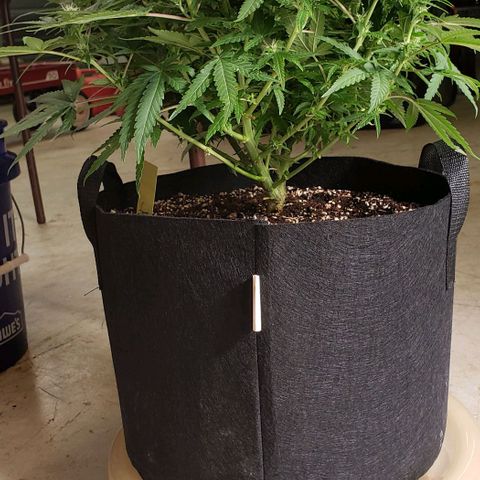 Girl Scout Cookie Extreme growlog photo: 20x18x14 inches