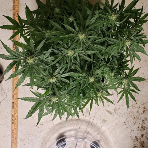 Girl Scout Cookie Extreme growlog photo: 20x18x14 inches