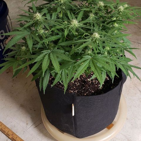 Girl Scout Cookie Extreme growlog photo: 20x18x14 inches