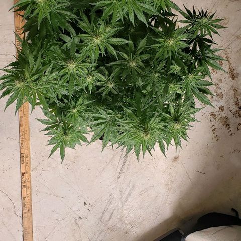 Trainwreck (Arcata cut) growlog photo: 18x16x14 inches