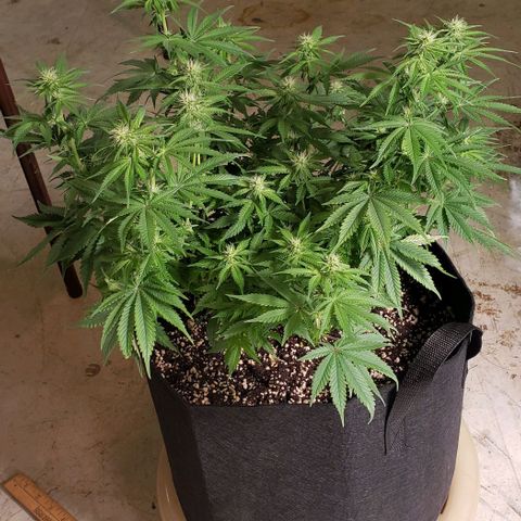 Trainwreck (Arcata cut) growlog photo: 18x16x14 inches