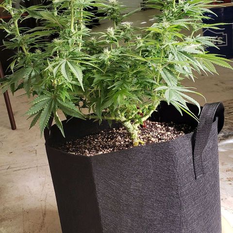 Trainwreck (Arcata cut) growlog photo: 18x16x14 inches