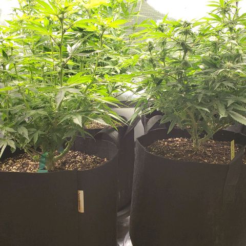 T-Dub (Trainwreck Heirloom) growlog timeline photo