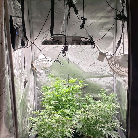 T-Dub (Trainwreck Heirloom) growlog timeline photo